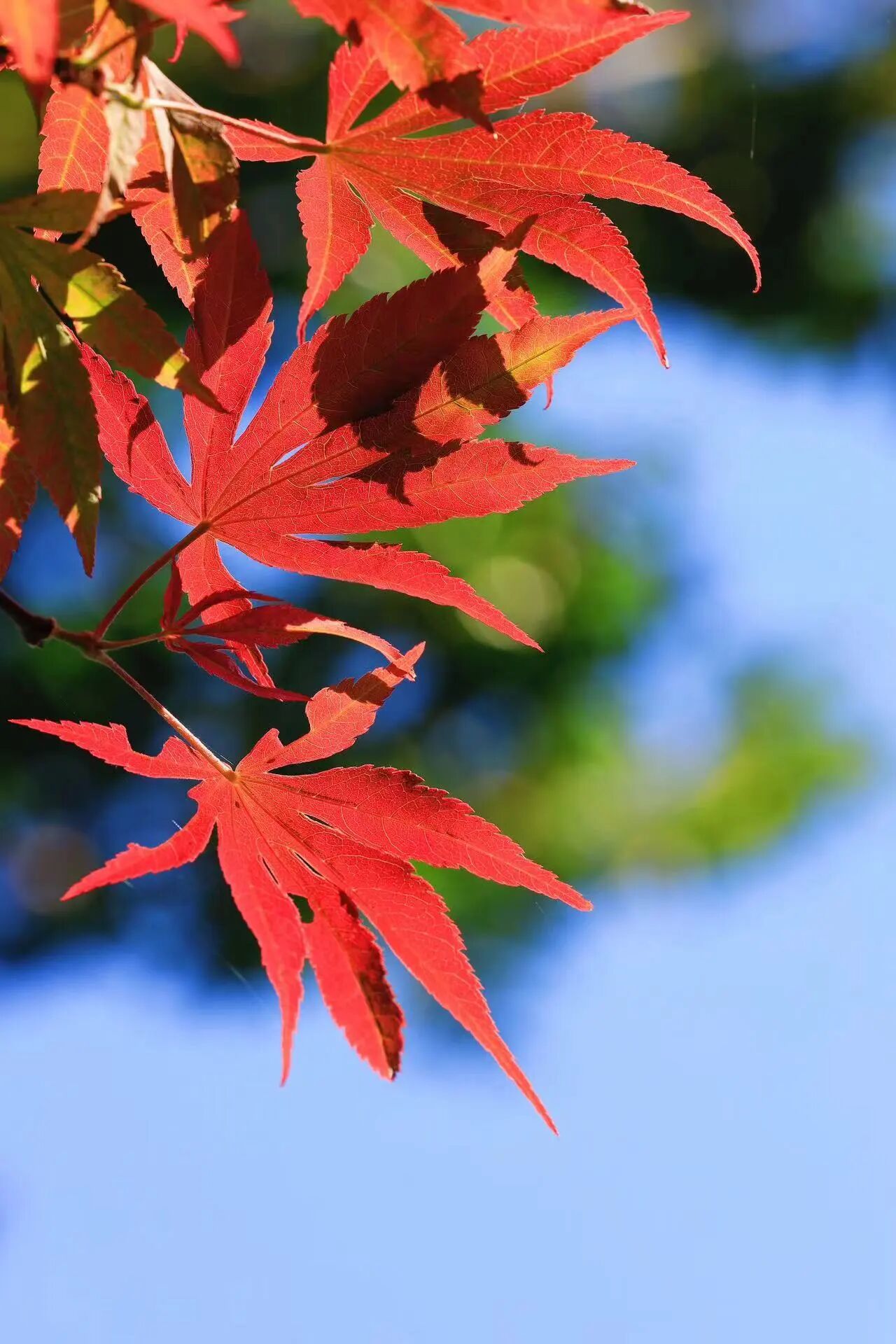 美！西山雕花楼进入“浪漫时间”~