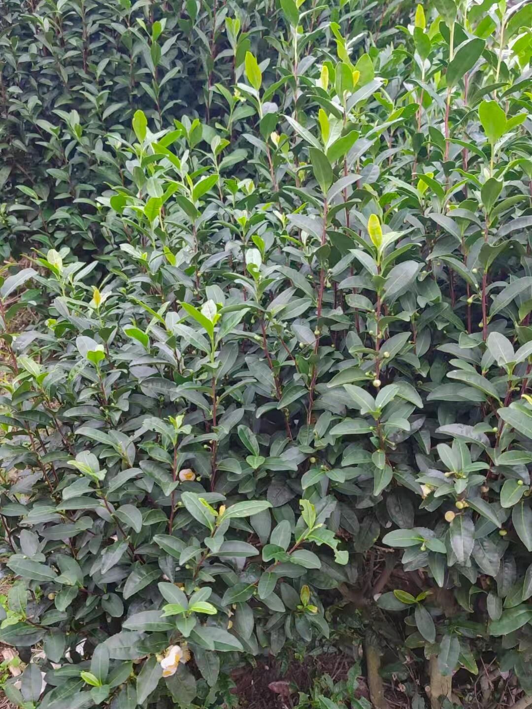 茶树花开，闻香自来~