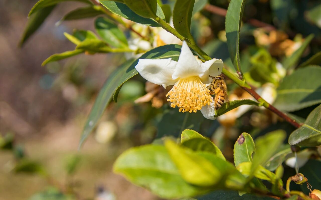 茶树花开，闻香自来~