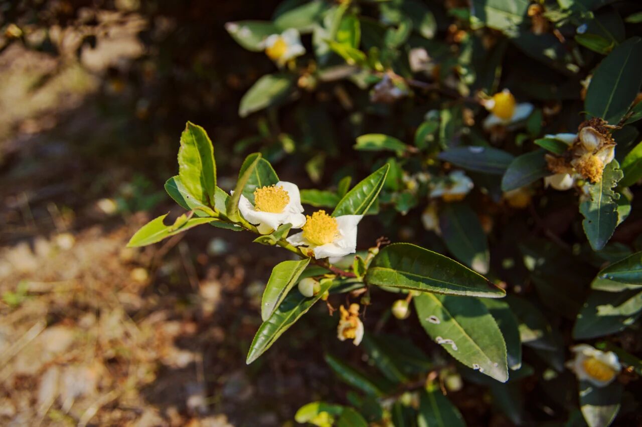 茶树花开，闻香自来~