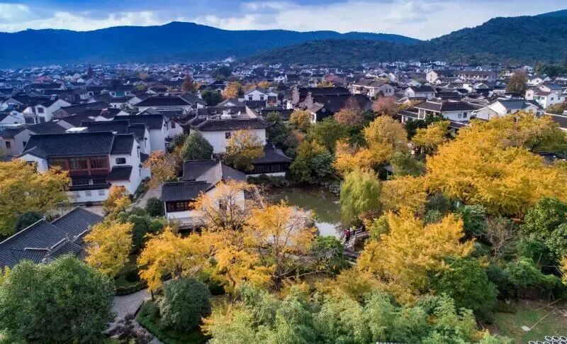 银杏染初冬，最爱这一抹黄！