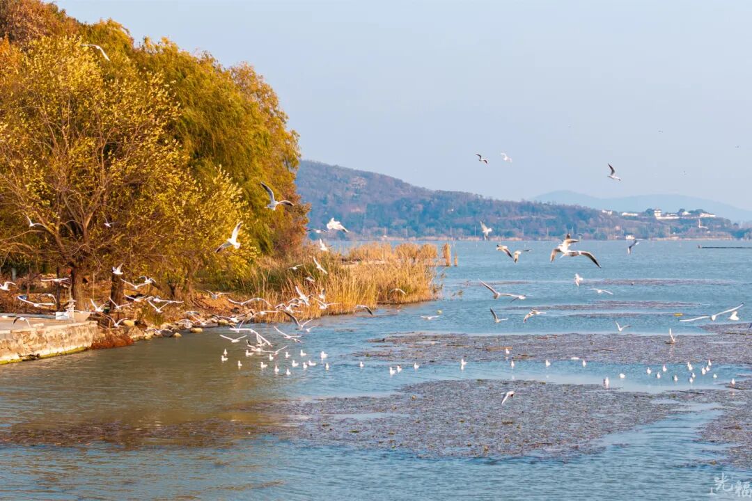 光福3大顶流观鸟点来咯！