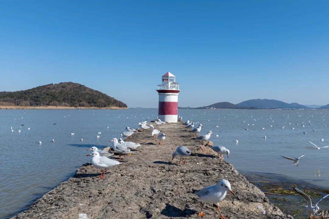 光福3大顶流观鸟点来咯！