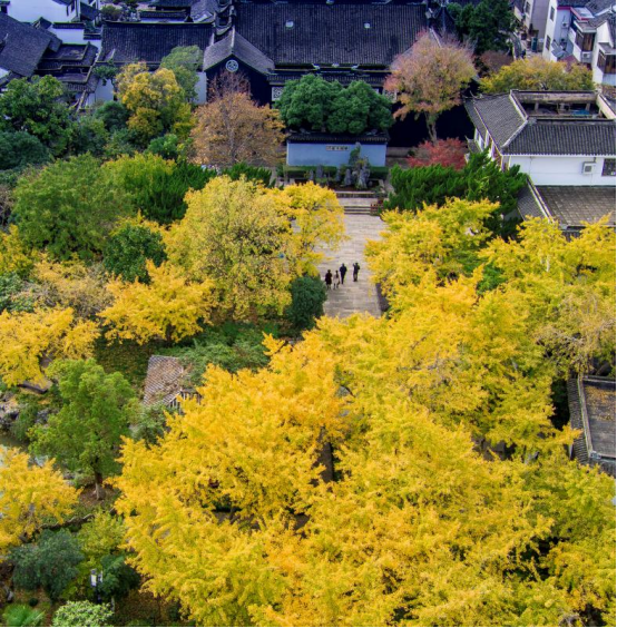 银杏染初冬，最爱这一抹黄！