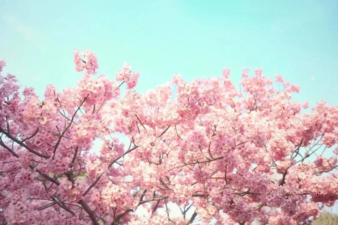 宿城：花开不只春，宿城花间游集锦