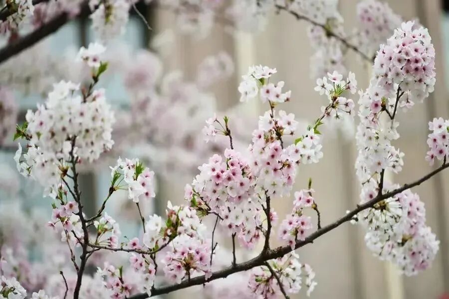 宿城：花开不只春，宿城花间游集锦