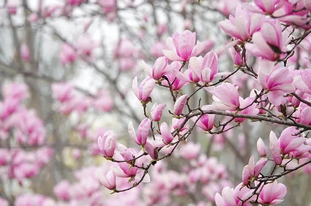 宿城：花开不只春，宿城花间游集锦