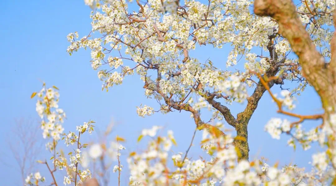 宿城：花开不只春，宿城花间游集锦
