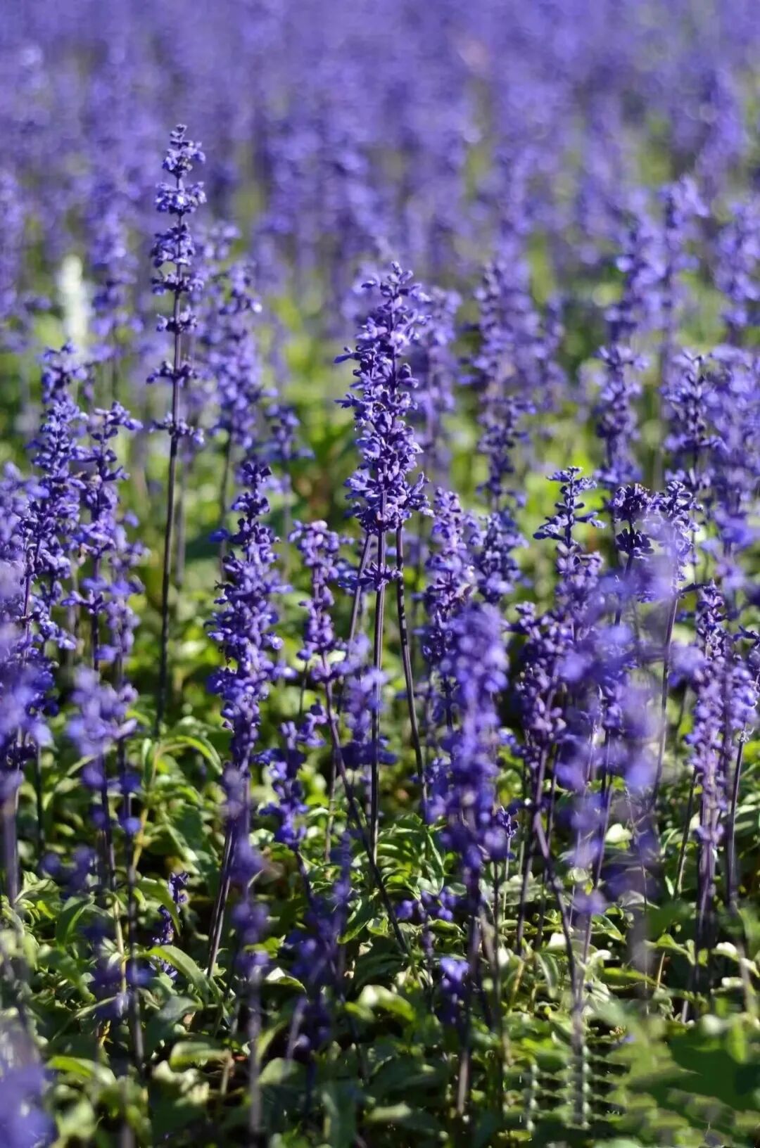 宿城：花开不只春，宿城花间游集锦