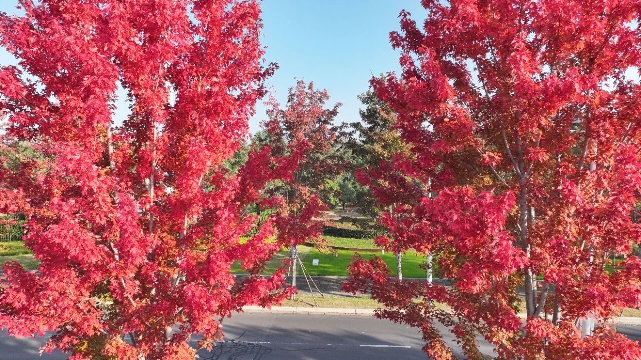 宿城：红了~红了，来宿城追“枫”！