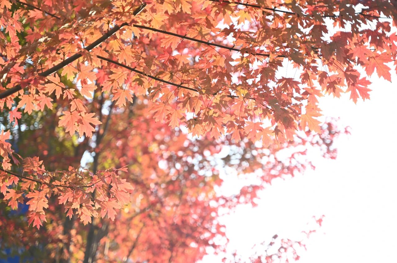 宿城：红了~红了，来宿城追“枫”！