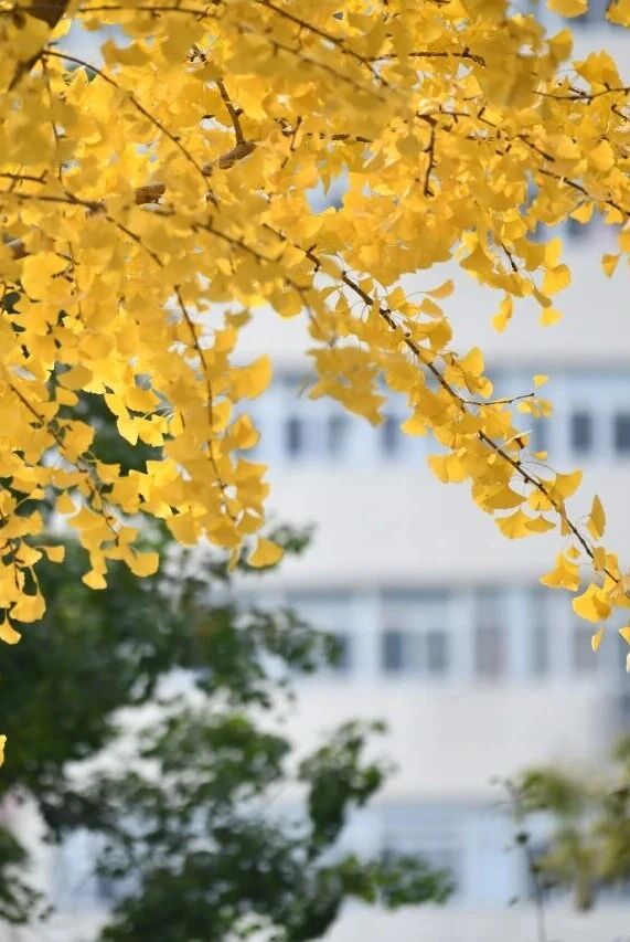 宿城：绝美！走，打卡去！