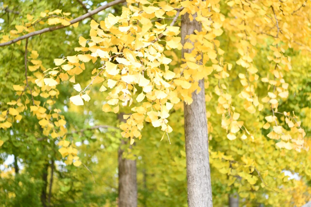 宿城：绝美！走，打卡去！