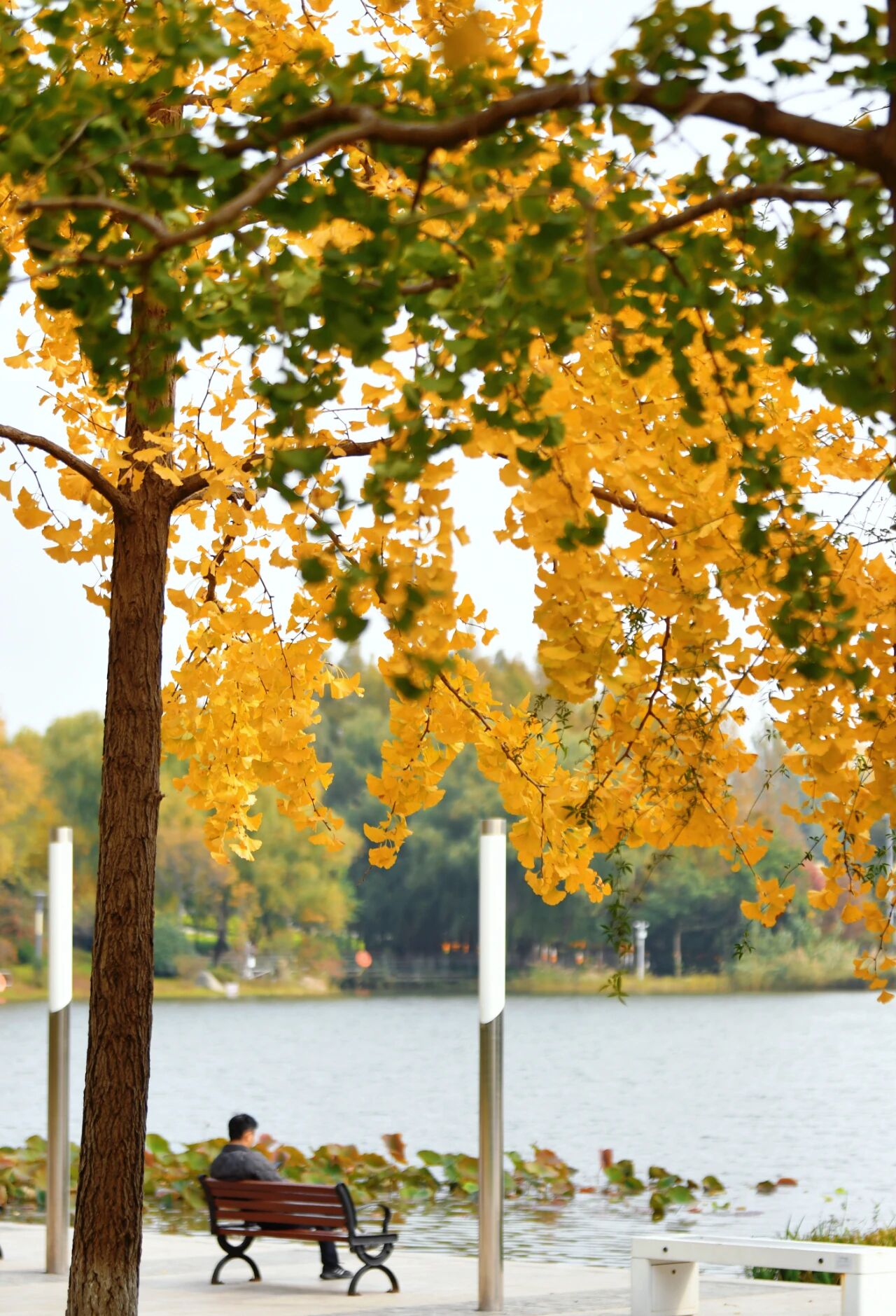 宿城：绝美！走，打卡去！