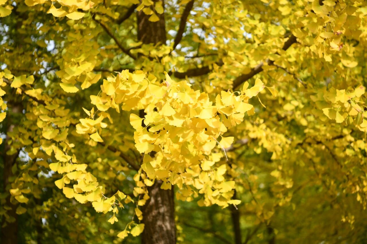 宿城：绝美！走，打卡去！
