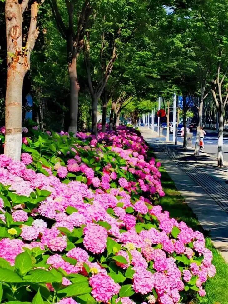 宿城：绣球花海浪漫来袭~原来你是这么优“绣”的宿城