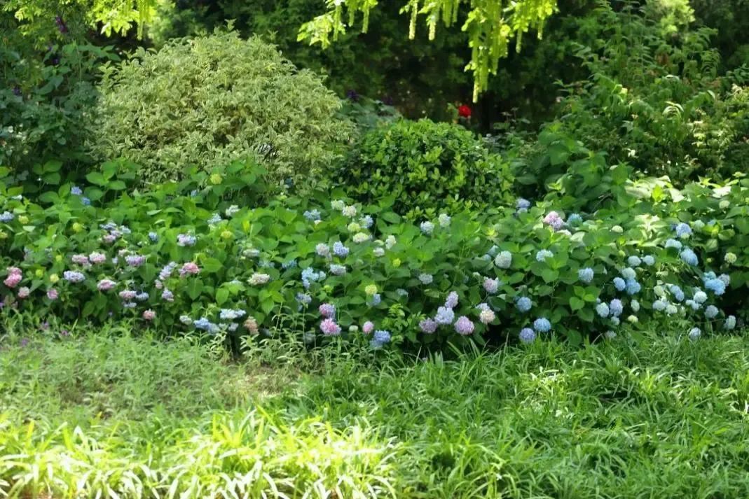 宿城：绣球花海浪漫来袭~原来你是这么优“绣”的宿城