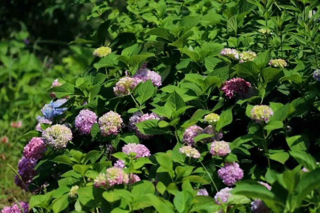 宿城：绣球花海浪漫来袭~原来你是这么优“绣”的宿城