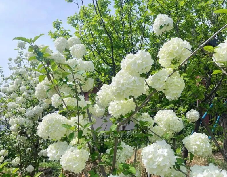 宿城：gogogo出发咯~来宿城奔赴花事浪漫