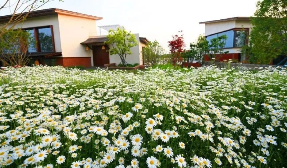 宿城：gogogo出发咯~来宿城奔赴花事浪漫