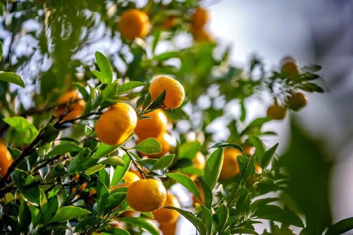 橘香满太湖！周末采摘去！