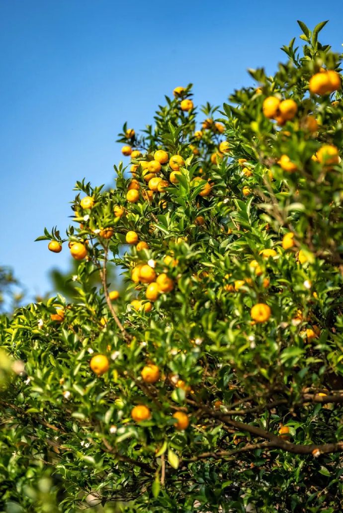 橘香满太湖！周末采摘去！