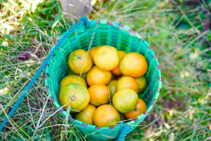 橘香满太湖！周末采摘去！