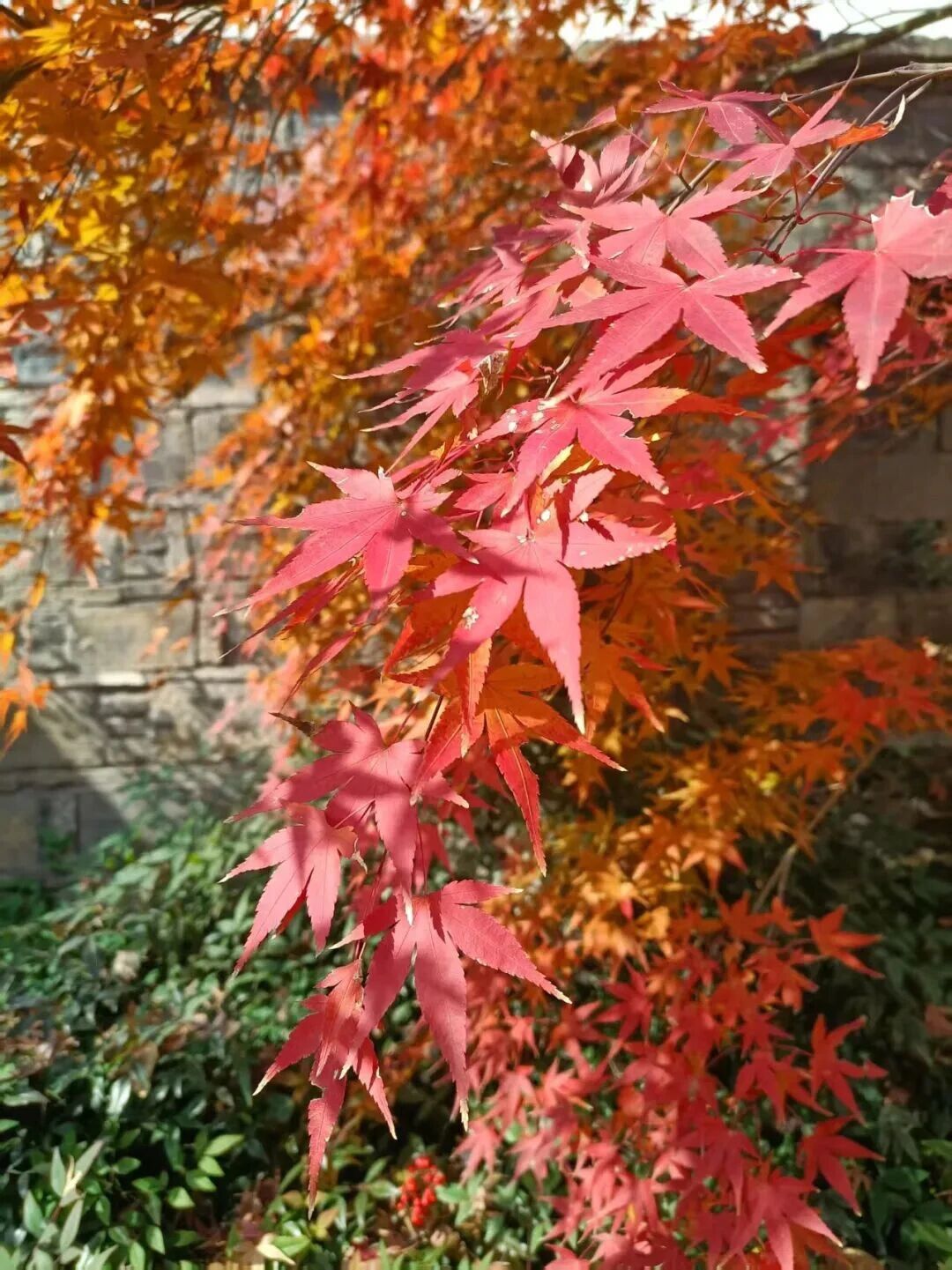 一片落叶，装下吴中的秋