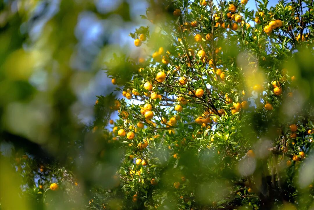 来太湖摘橘子啦~
