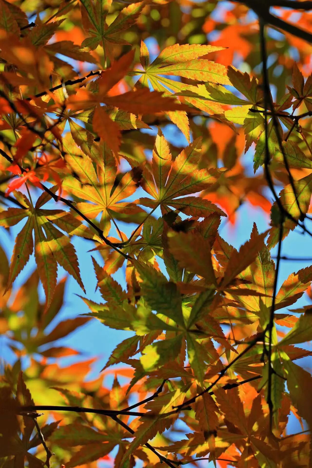 秋日来信，一起“趣”寻秋~