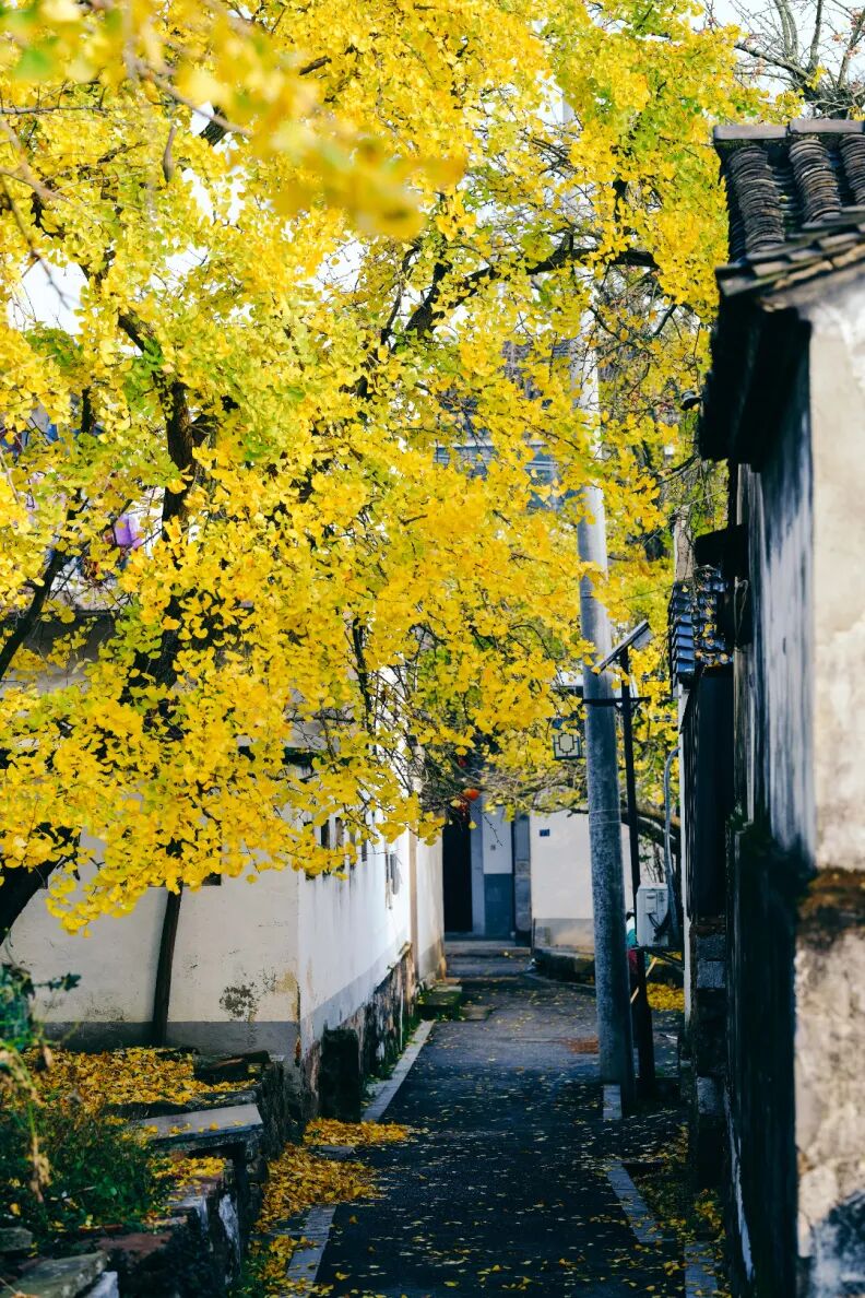 好看！好拍！收好这份小“杏”运~