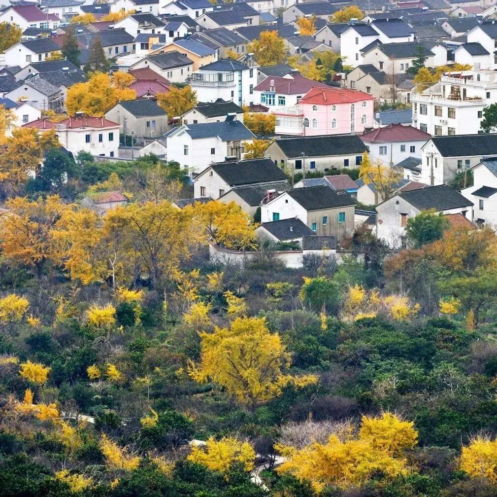 好看！好拍！收好这份小“杏”运~