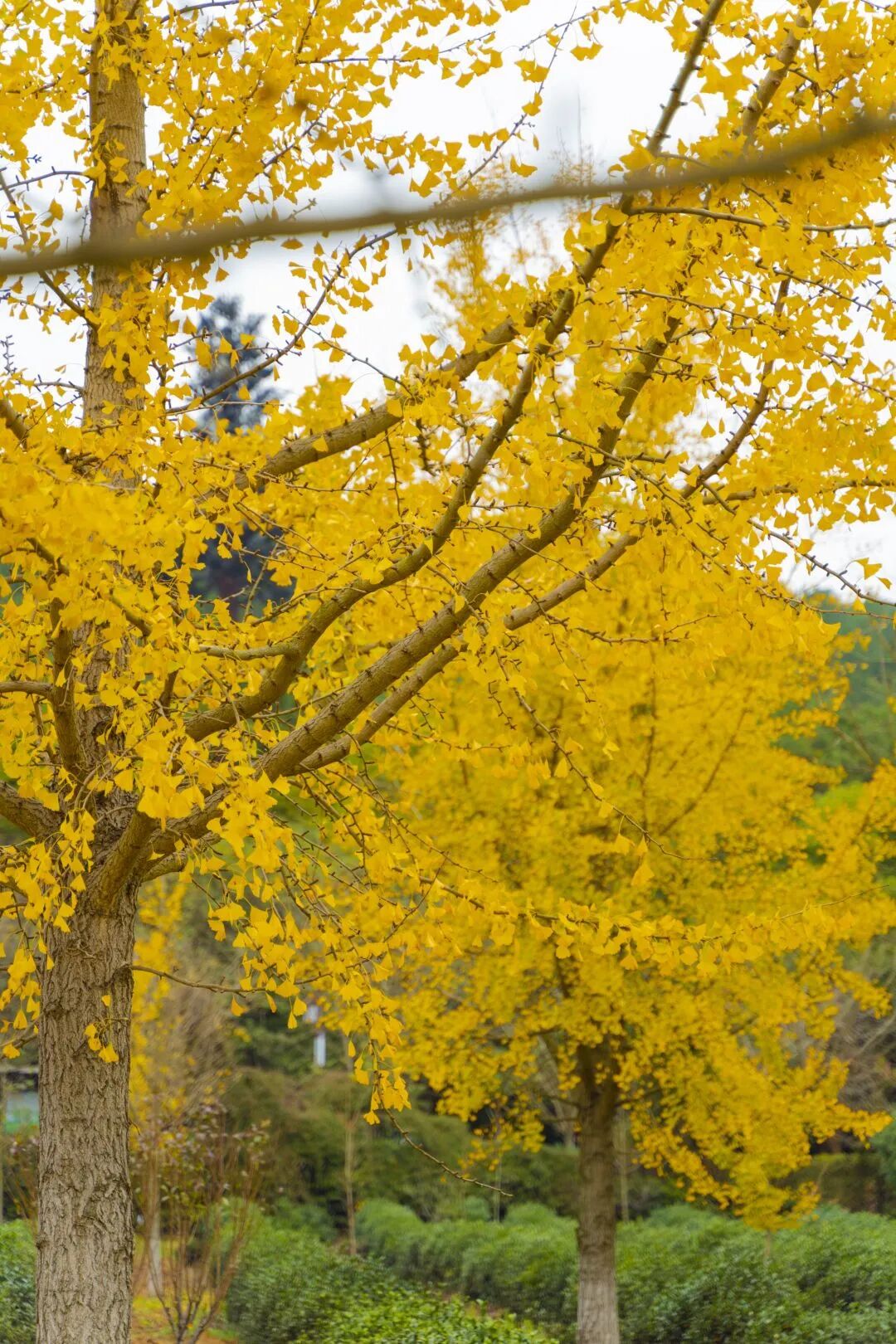好看！好拍！收好这份小“杏”运~