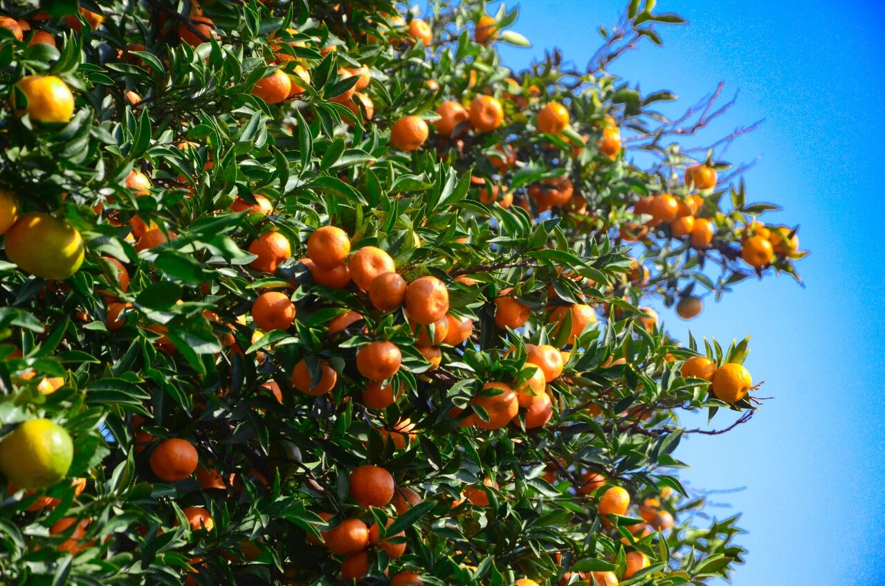 “金果”满枝头，橘子采摘正当时~