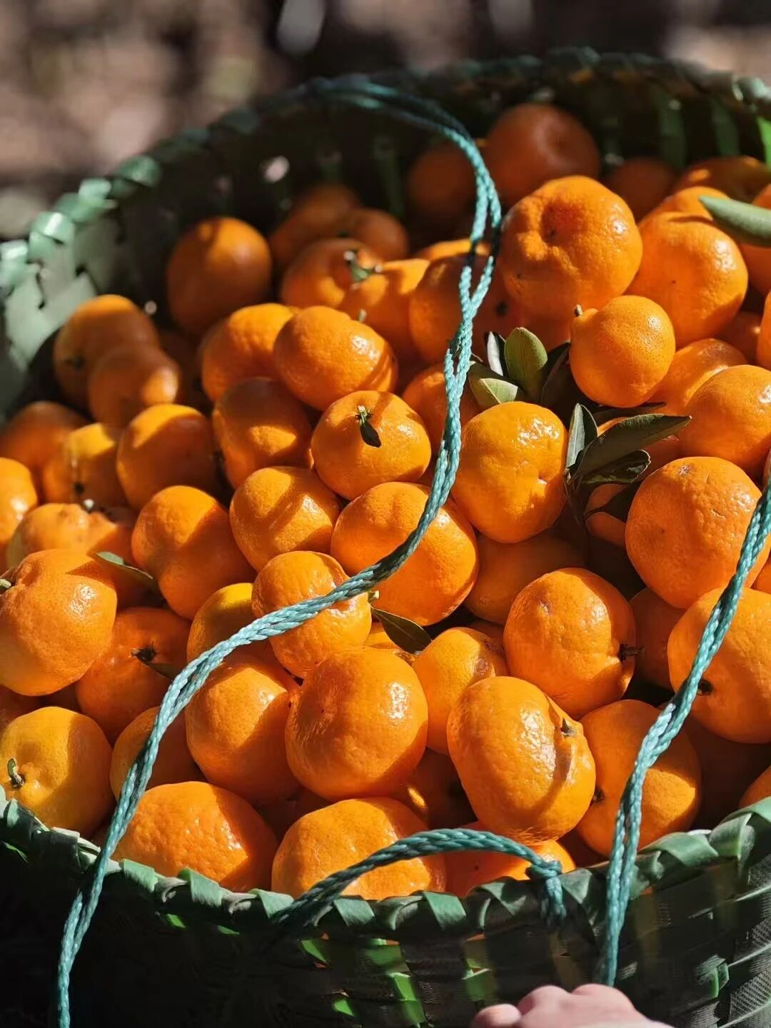 “金果”满枝头，橘子采摘正当时~