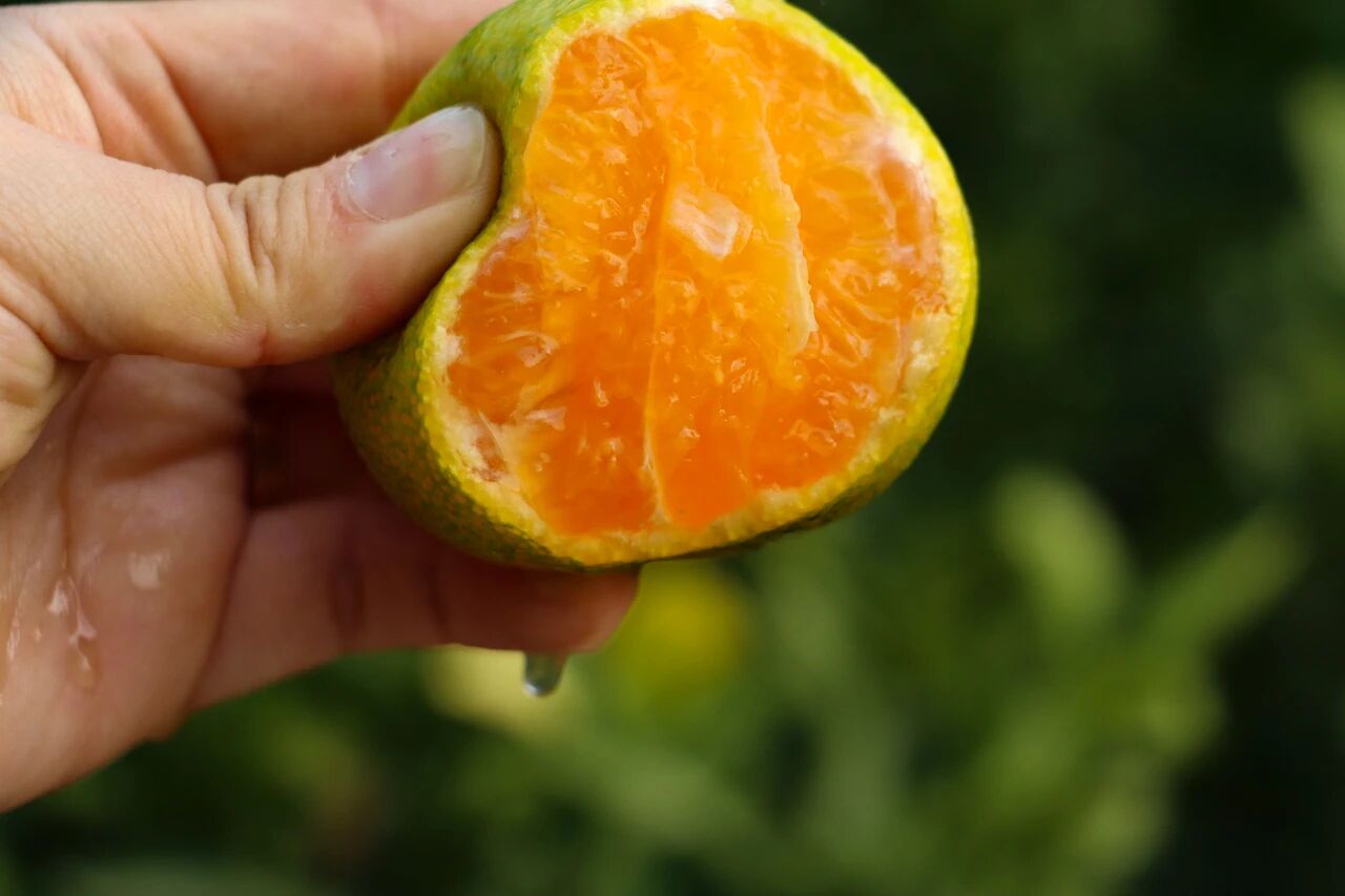 “金果”满枝头，橘子采摘正当时~