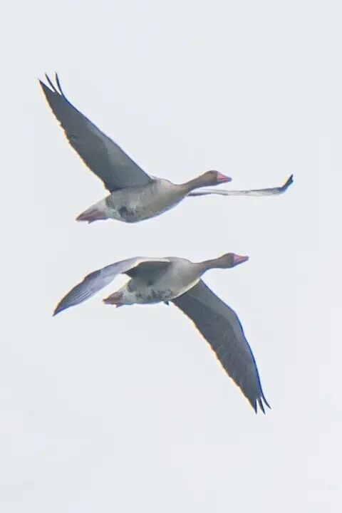 候鸟季来临！太湖观鸟指南上新！