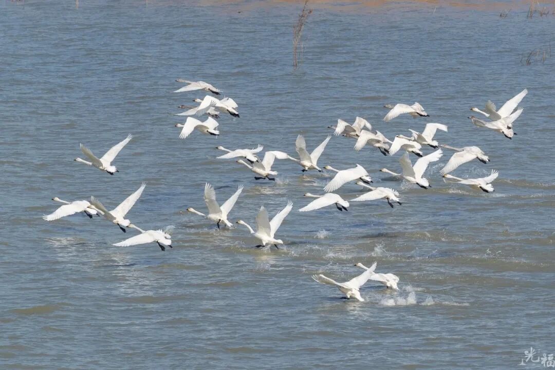 候鸟季来临！太湖观鸟指南上新！