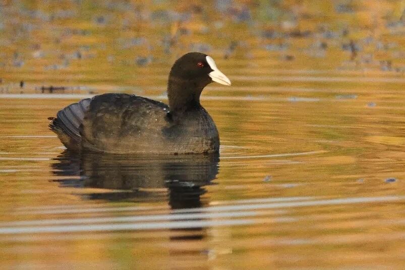 候鸟季来临！太湖观鸟指南上新！