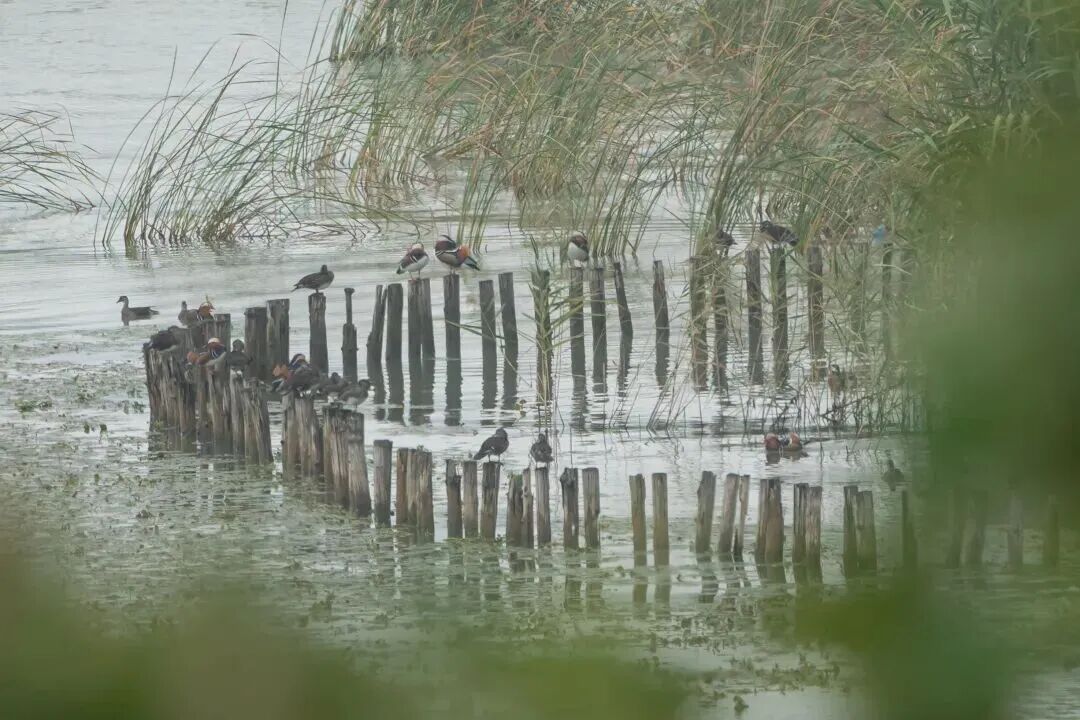 候鸟季来临！太湖观鸟指南上新！