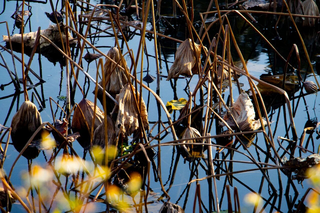 西山岛残荷，藏着别样清韵