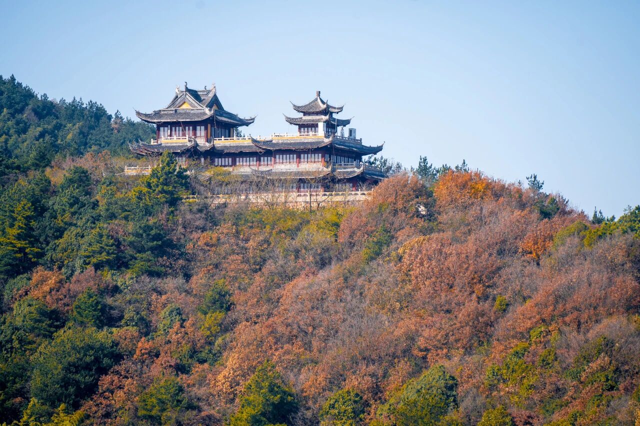 一枫红透，半山秋色