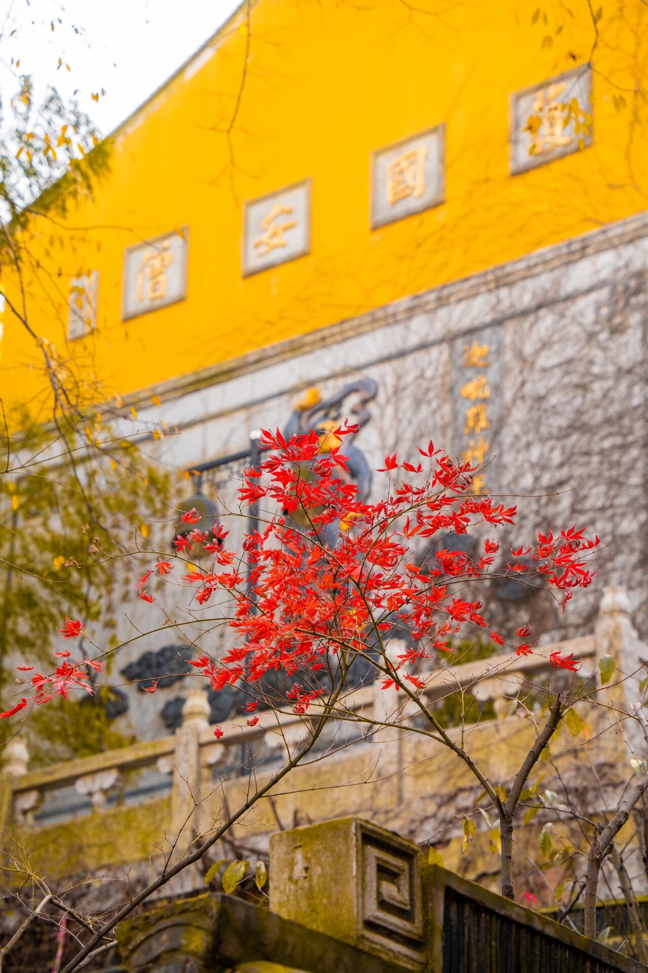 一枫红透，半山秋色