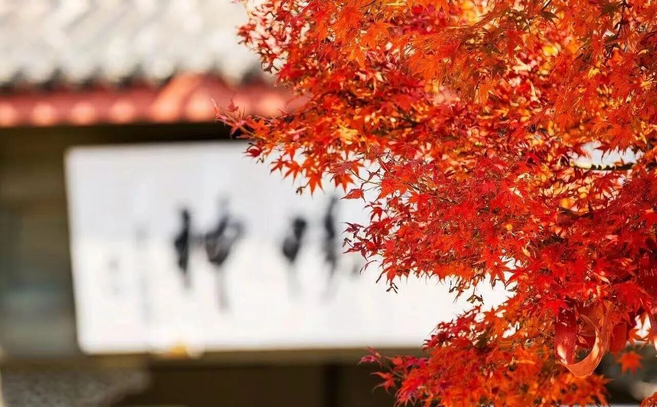 一枫红透，半山秋色