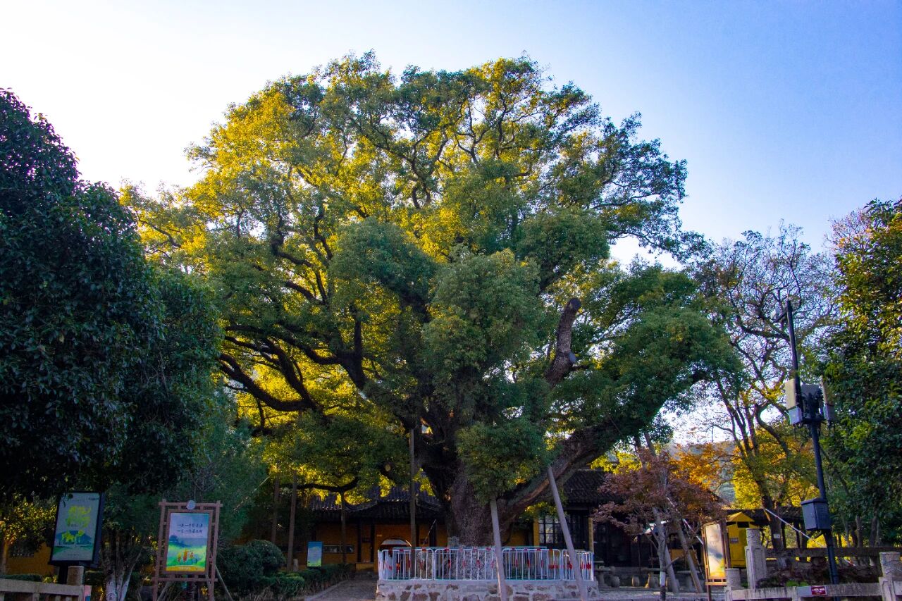 去趟古樟园吧，趁秋色正好~