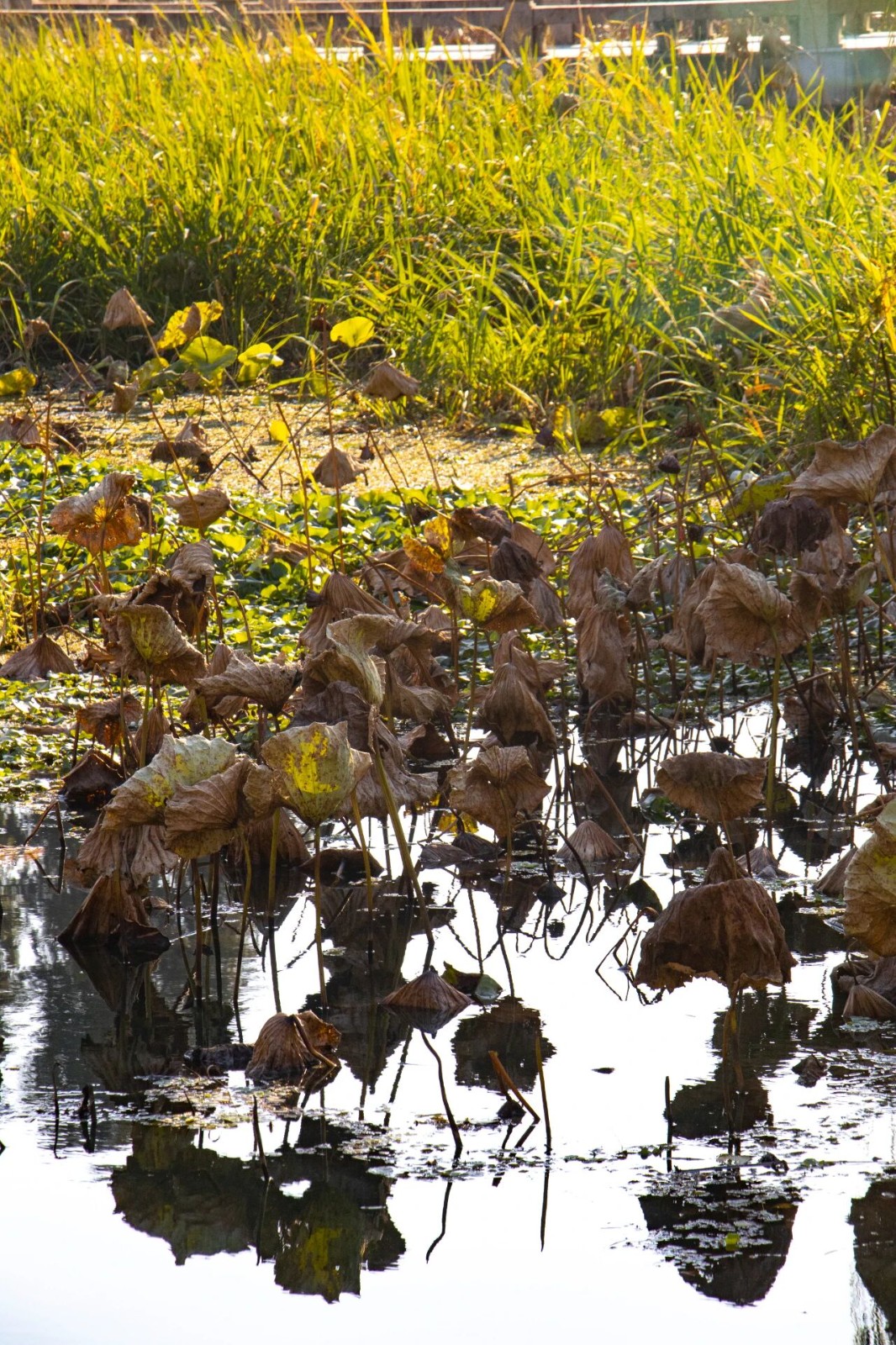 去趟古樟园吧，趁秋色正好~