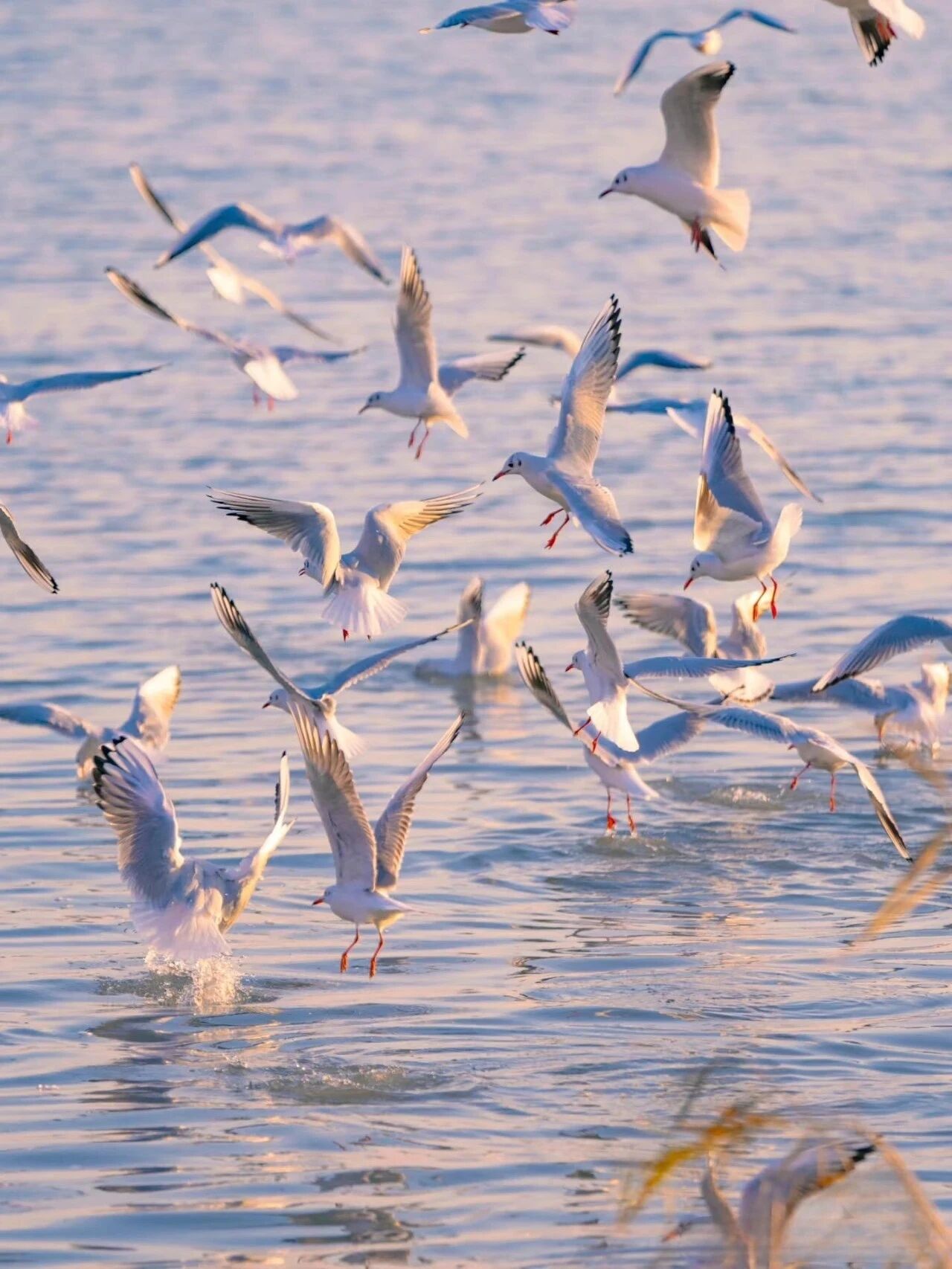 《吴中观鸟地图》来啦！苏州西海岸欢迎你