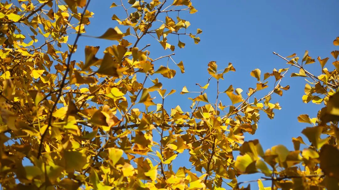 一年一会，甪直的“含金量”还在上升