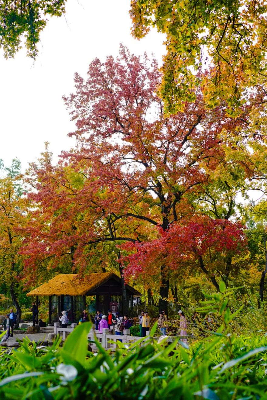 赏枫逛吃淘文创，这份攻略全都有