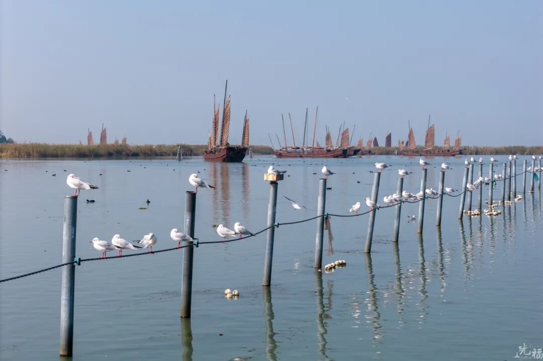 出发！去屿见灯塔看看红嘴鸥！